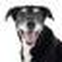 Justfoodfordogs favicon